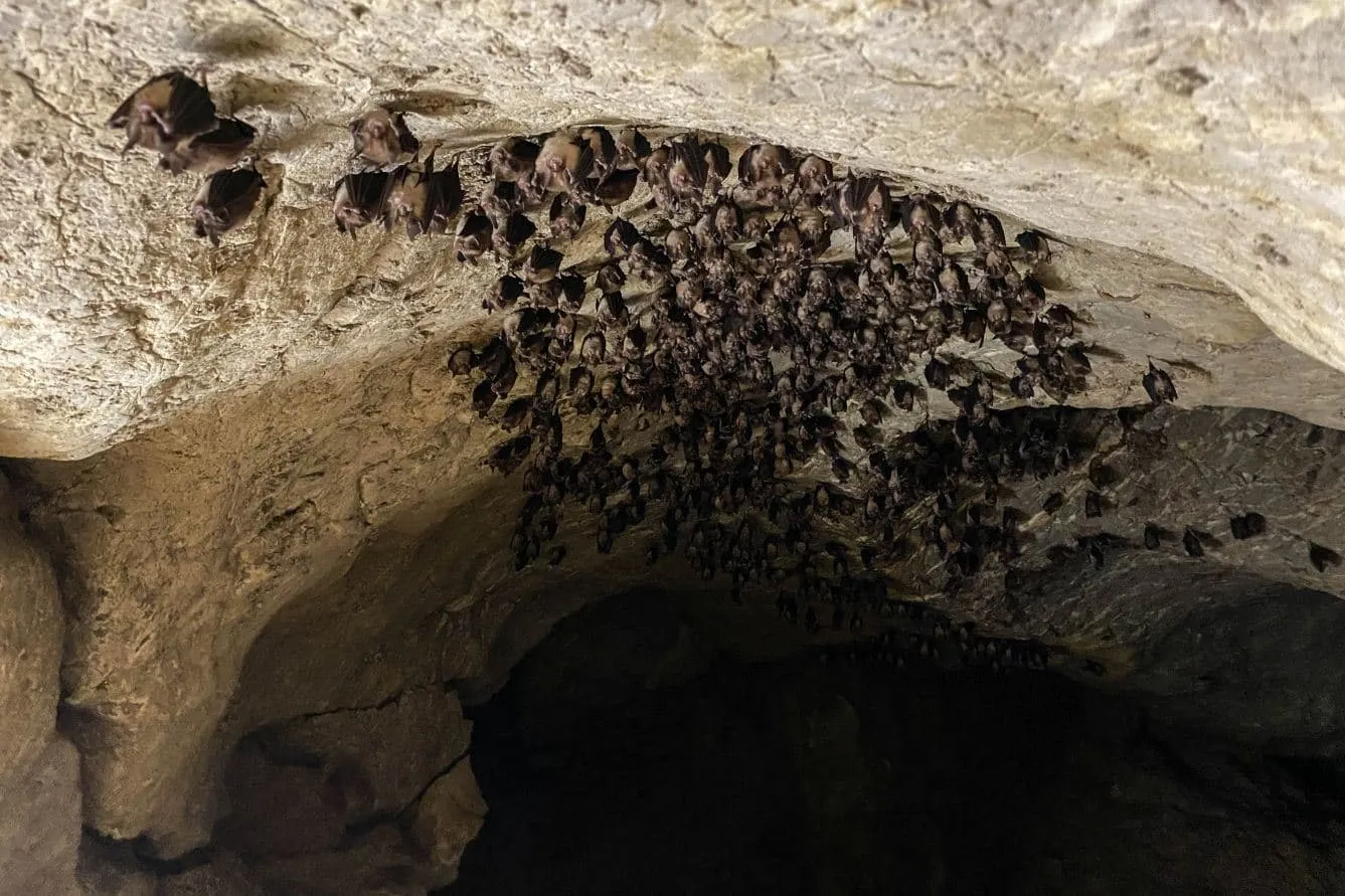 Bat Cave