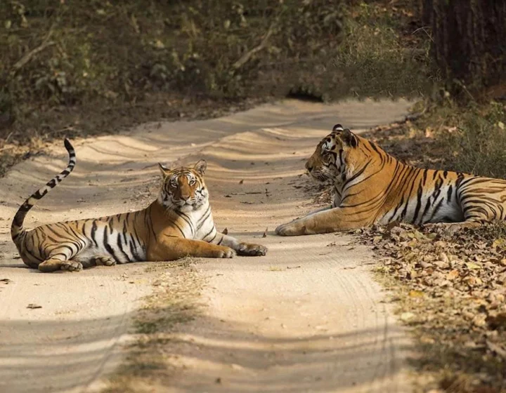 2 Night 3 Days Kanha National Park Tour